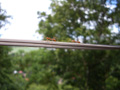 gal/09 - Divers/_thb_RIMG1867_bis.jpg